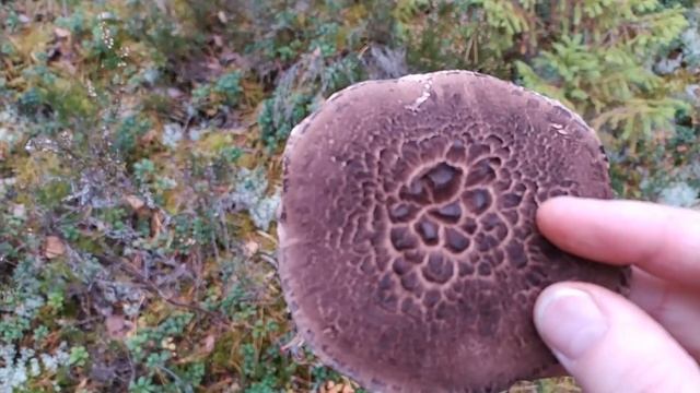 Ежовик пёстрый (Sarcodon imbricatus). Как выглядит гриб на месте произрастания.