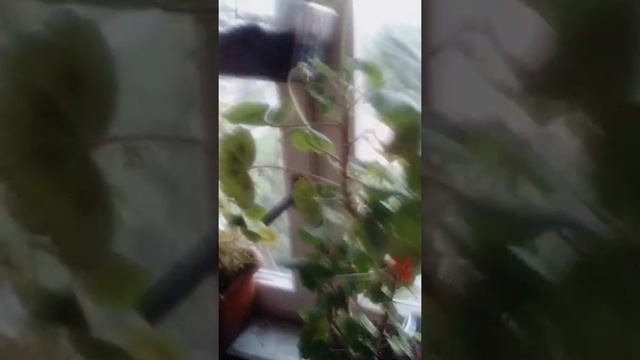 Цветы 12 июля 2020 года и секрет цветения. смотреть онлайн