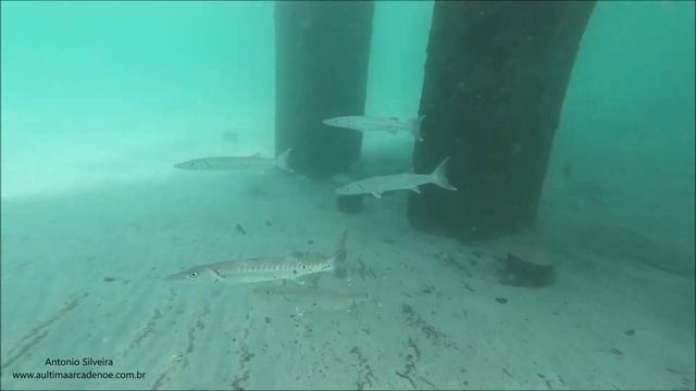 Great Barracuda Sphyraena barracuda Florida USA by Antonio Silveira.