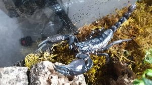 Heterometrus silenus