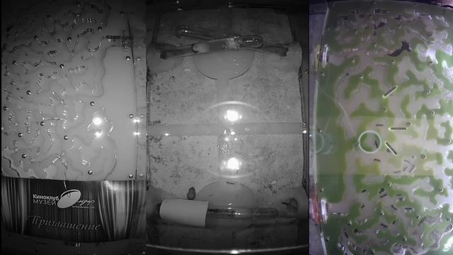DAY 7 VIDEO x16 Ant wars  Муравьиная ферма ResOfAnts Муравьи Camponotus Diacamma Ants