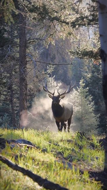 Breath #jaspernationalpark #photography #elk #mood #epic #sharecangeo #jasonderulo смотреть онлайн