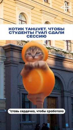 Котик танцует, чтобы все сдали сессию