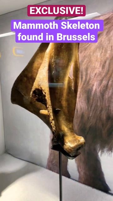 Mammoth found in Brussels. ‘Exclusive!’ смотреть онлайн