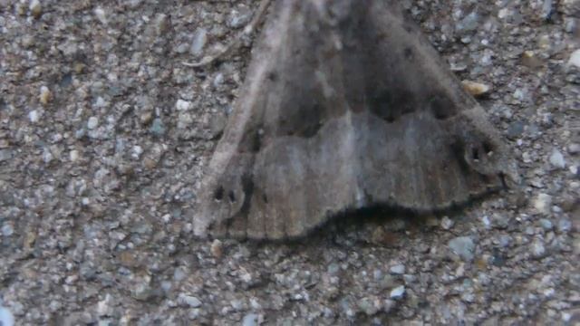 ［見島のいきものたち244］早春に発生したトビモンアツバ Hypena indicatalis смотреть онлайн