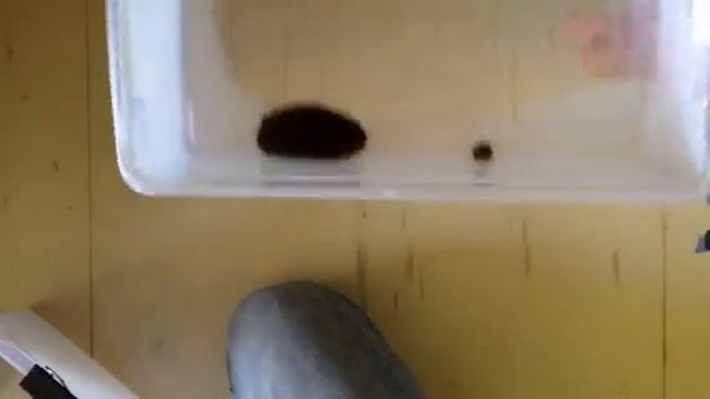 Red Imported Fire Ants (Solenopsis invicta Buren) rafting b смотреть онлайн