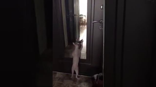 ТАНЦУЮЩИЕ КОТЫ