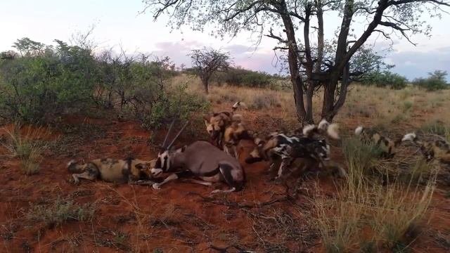 #2 eaten ALIVE UNCENSORED 18+ guts out  Wild dogs feed on Oryx alive   Screaming   live feeding