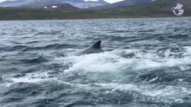 Песни горбатых китов смотреть онлайн