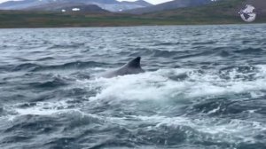 Песни горбатых китов