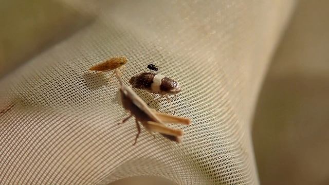 Shooting insects & spiders with Olympus camera