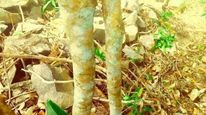 Mesmerizing Red Ant (Oecophylla smaragdina) Walking - Nature's Tiny Marvels