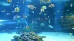 Shark - Tropicarium Budapest - Part III