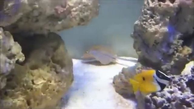 Coral Hind's 600g - Blue Dot Stingrays смотреть онлайн