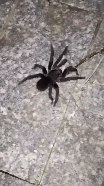 ARANHAS CARANGUEJEIRA  VC JA SE DEPAROU COM UMA ARANHA DESSE TAMANHO 