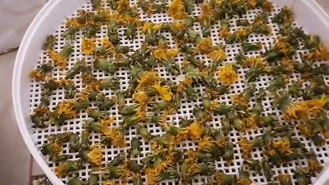 #КУЛЬБАБА. Збираю і сушу на чай! 🏵️