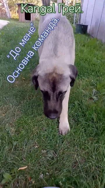 Kangal Грей. "До мене" основна команда. (248) #кангал #kangal #грей #shepherd 🇺🇦🐕🦺🇹🇷 смотреть онлайн