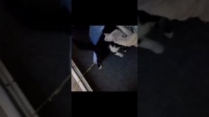 Опасные коты