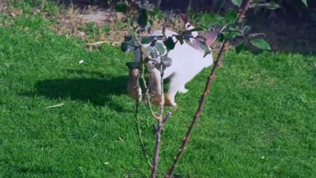 HARE VS RABBIT -  LIEVRE VS LAPIN смотреть онлайн