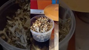 Цетрария или Исландский мох-едим!