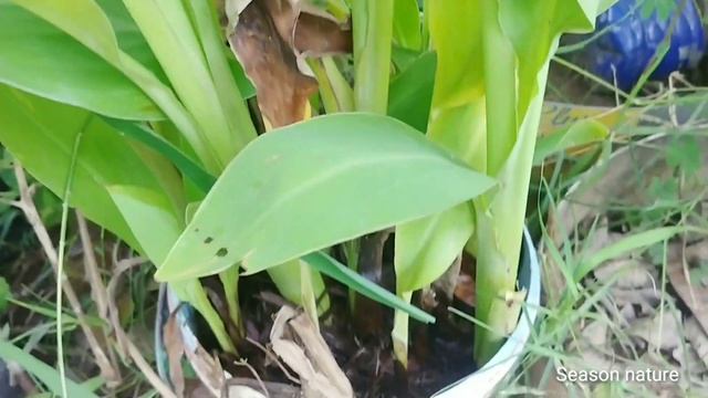 How to grow & care canna lily's | Best summer flowering plant смотреть онлайн