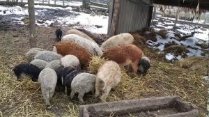 Венгерская мангалица