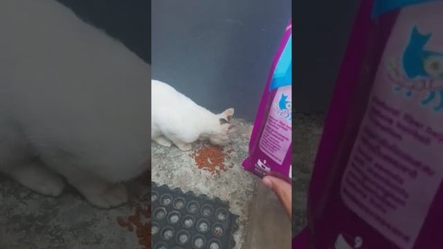 Cute Cat eat whiskas for the first time, she enjoy very much смотреть онлайн
