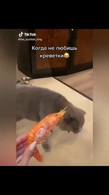 Не любит Креветки 😁😁🤣#мемасики#мемы#мем#прикол#орунемогу#цешо#юмор#шутки#смех#видос#тикток#жиза#mem смотреть онлайн