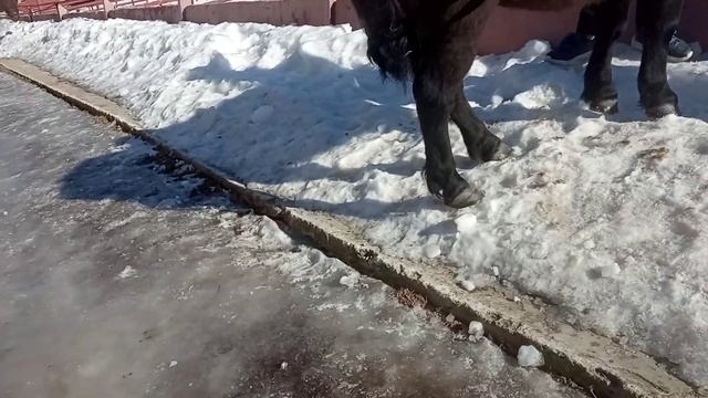 страус и лошадка пони смотреть онлайн