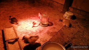 Нашим утятам больше 2 недель. Чем кормим