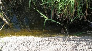 Водяная крыса в речке Мелекчесме.