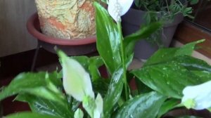 СПАТИФИЛЛУМ ЛЮБИТ ДУШ!