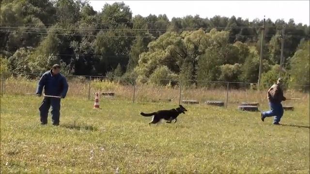 Бунта Соревнования по Большому Русскому Рингу Кубок РКФ смотреть онлайн