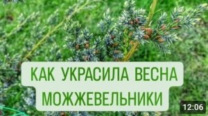 МОЖЖЕВЕЛЬНИКИ КОТОРЫЕ КРАСИВО ОКРАШИВАЮТСЯ ВЕСНОЙ. 17.04.2024г.