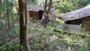 Catch crabs to cook and sell pomelos. Robert | Green forest life