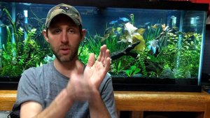 Species Special: Dwarf Lily (Nymphaea Stellata) Great beginner plant.