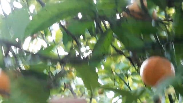 Le Clementine. Quando si raccolgono le prime Clementine? смотреть онлайн