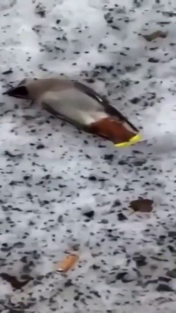 В Москве заметили пьяных птиц  снегири и свиристели снова наклевались ягод которые забродили