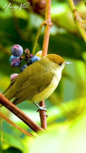 Eurasian Blackcap Bird смотреть онлайн