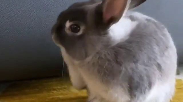 Mini Rex Baby Bunnies  Rex Rabbit Playing  Funniest Rabbit Doing Funny Things