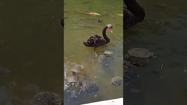 Лебеди, черепахи, золотые карпы в дендро парке Южные культуры Адлер. июль 2023 смотреть онлайн