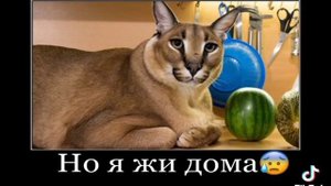 мама!!! я превращаюсь в абобуса!!! -но это 360 градусов.
