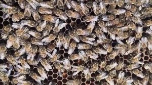 Первая пыльца, танец пчелы