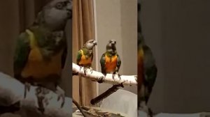Сенегальский попугай Рокки Б ухаживает