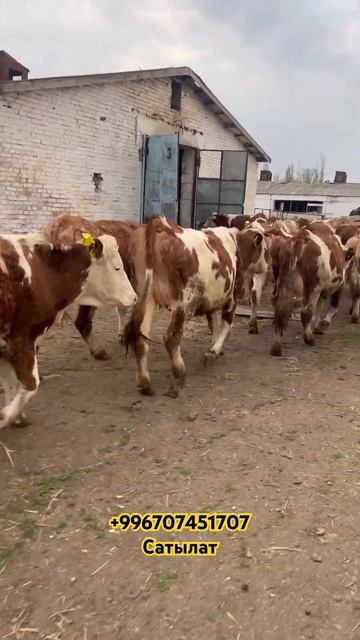 Порода сементал в Бишкеке #ангус#порода #сементал #телки# смотреть онлайн
