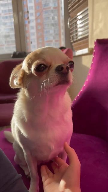 Моя девочка #урса #собакадругчеловека #собака смотреть онлайн