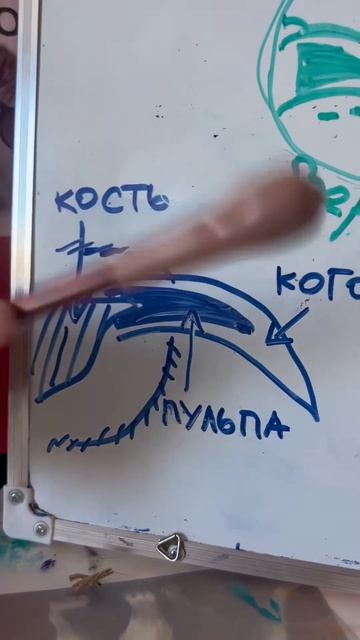 Как правильно подстричь ногти кошке! #кошки #котики #питомцы смотреть онлайн