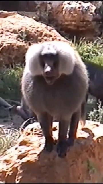 Baboon salutes us смотреть онлайн