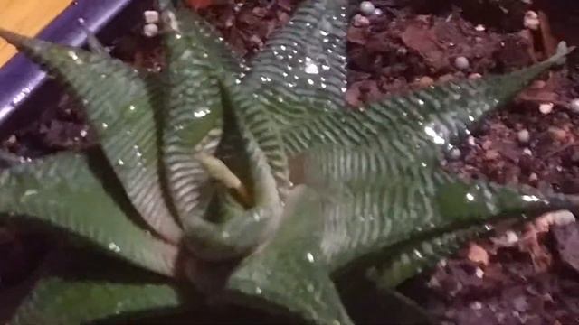 My Haworthia Plant has a Flower Spike 12.21.19 смотреть онлайн