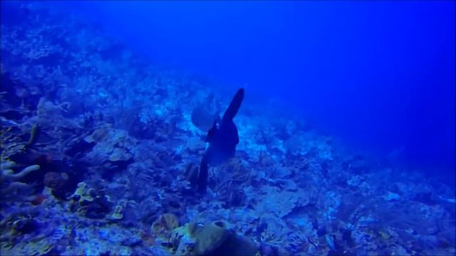 Cayman Below the Waves смотреть онлайн